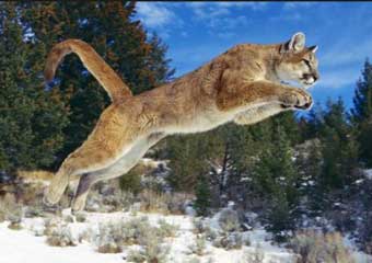 wildlife viewing in banff