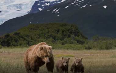 evening wildlife tour in banff